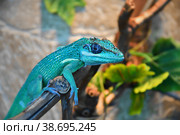 Knight Anole In the terrarium. Стоковое фото, фотограф Владимир Галкин / Фотобанк Лори