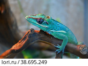 Knight Anole In the terrarium. Стоковое фото, фотограф Владимир Галкин / Фотобанк Лори