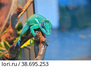 Knight Anole In the terrarium. Стоковое фото, фотограф Владимир Галкин / Фотобанк Лори
