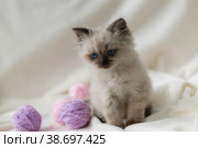 Голубоглазый котенок окраса пойнт колор играет на белом пледе с сиреневыми клубками шерстяных ниток. Стоковое фото, фотограф Наталья Гармашева / Фотобанк Лори