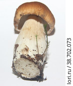 White mushroom boletus, vegetarian food and cooking ingredient. Стоковое фото, фотограф Елена Бобкова / Фотобанк Лори