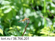 Dragonfly (LAT. Odonata) Стоковое фото, фотограф Владимир Галкин / Фотобанк Лори