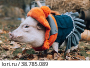 White mini pig in a smart suit posing on an autumn background. Стоковое фото, фотограф Ольга Сейфутдинова / Фотобанк Лори