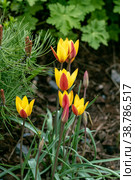 Miscellaneous tulips clusiana bloom in a garden in April. Стоковое фото, фотограф Ольга Сейфутдинова / Фотобанк Лори