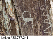 Silhouette drawing of a goat carved in detail on a stone rock. Стоковое фото, фотограф Дмитрий Коростылев / Фотобанк Лори