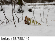 Под снегом (2022 год). Редакционное фото, фотограф Мария  Тен / Фотобанк Лори