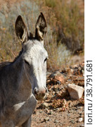 Wild Donkey portrait in Atacama Desert Chile. Стоковое фото, фотограф Andreas Muth-Hegener / Фотобанк Лори