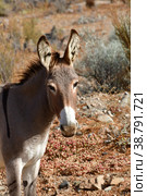 Wild Donkey portrait in Atacama Desert Chile. Стоковое фото, фотограф Andreas Muth-Hegener / Фотобанк Лори