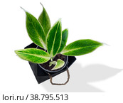 Aglaonema Lipstick green is a genus of flowering plants. Стоковое фото, фотограф Эльвира Коломийцева / Фотобанк Лори