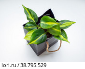 Philodendron Scandens Brasil is a large genus of flowering plants. Стоковое фото, фотограф Эльвира Коломийцева / Фотобанк Лори