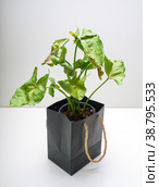 Syngonium Mango Allusion is a genus of flowering plants. Стоковое фото, фотограф Эльвира Коломийцева / Фотобанк Лори