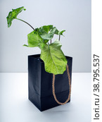 Syngonium Golden Venation is a genus of flowering plants. Стоковое фото, фотограф Эльвира Коломийцева / Фотобанк Лори