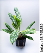 Aglaonema Green Sun is a genus of flowering plants in the arum family, Araceae. Стоковое фото, фотограф Эльвира Коломийцева / Фотобанк Лори