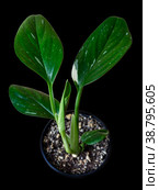 Monstera Standleyana or Philodendron guttiferum Cobra. Стоковое фото, фотограф Эльвира Коломийцева / Фотобанк Лори
