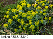 Green flowers of Myrtle Euphorbia myrsinites. The myrtle spurge, blue spurge or broad leaved glaucous spurge. Стоковое фото, фотограф Ольга Сейфутдинова / Фотобанк Лори