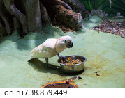 Молуккский какаду (Moluccan cockatoo) Стоковое фото, фотограф Галина Савина / Фотобанк Лори