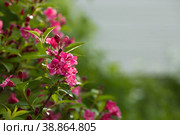 Close-up of weigela's pink flowers. Bright pink flowers of weigela in summer. Large flowers and buds on a green background. Copy the space for the text. Стоковое фото, фотограф Photojuli / Фотобанк Лори