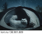 Big white cat sitting in the tent and looks at the stars. Outdors. Moon Light. Стоковое фото, фотограф Happyphotons / Фотобанк Лори