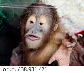 Суматранский Орангутан. Sumatran orangutan (лат Pongo abelii) Стоковое фото, фотограф Галина Савина / Фотобанк Лори