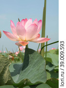The lotus flower. Valley of lotuses. Akhtanizovsky estuary. Krasnodarskiy kray. Стоковое фото, фотограф Photojuli / Фотобанк Лори