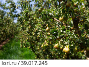 Image of rows with pear trees with fruits. Стоковое фото, фотограф Яков Филимонов / Фотобанк Лори