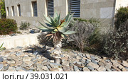 Алоэ ужасное (Aloe ferox Mill). Слима. Мальта (2023 год). Стоковое фото, фотограф lana1501 / Фотобанк Лори