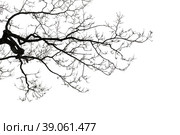 Branches of a bare tree isolated on white background. Стоковое фото, фотограф EugeneSergeev / Фотобанк Лори