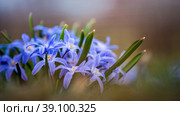 Клумба с цветами Хионодокса Люцилии (Chionodoxa luciliae) Стоковое фото, фотограф Мария Мороз / Фотобанк Лори