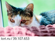 Incredulous cat hid behind back of sofa. Стоковое фото, фотограф Владимир Григорьев / Фотобанк Лори