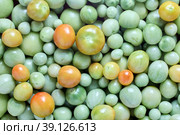 Harvested unripe green cherry tomatoes, texture for background. Стоковое фото, фотограф Владимир Григорьев / Фотобанк Лори