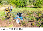 Man farmer working in field on harvesting potatoes with walk-behind tractor (2022 год). Редакционное фото, фотограф FotograFF / Фотобанк Лори