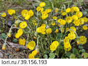 Мать-и-мачеха обыкновенная (лат. Tussilago farfara) цветет весной. Стоковое фото, фотограф Елена Коромыслова / Фотобанк Лори