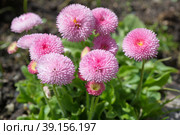 Розовые помпонные маргаритки (лат. Bellis perennis) крупным планом. Стоковое фото, фотограф Елена Коромыслова / Фотобанк Лори