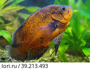 Astronotus ocellatus Cichlidae in the aquarium. Стоковое фото, фотограф Natalia Sidorova / Фотобанк Лори