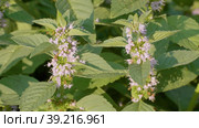 Южный Урал, цветущая мята полевая (Mentha arvensis). Southern Urals, blooming wild mint (Mentha arvensis). Стоковое видео, видеограф Евгений Романов / Фотобанк Лори