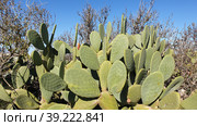 Опунция мелковолосистая (Opuntia microdasys). Надур (In-Nadur). Остров Гоцо (Gozo). Мальта (2023 год). Стоковое фото, фотограф lana1501 / Фотобанк Лори