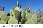 Опунция мелковолосистая (Opuntia microdasys). Надур (In-Nadur). Остров Гоцо (Gozo). Мальта (2023 год). Стоковое фото, фотограф lana1501 / Фотобанк Лори
