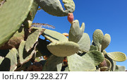 Опунция мелковолосистая (Opuntia microdasys). Надур (In-Nadur). Остров Гоцо (Gozo). Мальта (2023 год). Стоковое фото, фотограф lana1501 / Фотобанк Лори