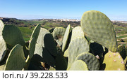 Опунция мелковолосистая (Opuntia microdasys). Надур (In-Nadur). Остров Гоцо (Gozo). Мальта (2023 год). Стоковое фото, фотограф lana1501 / Фотобанк Лори