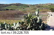 Надур (Nadur). Остров Гоцо (Gozo). Мальта (2023 год). Стоковое фото, фотограф lana1501 / Фотобанк Лори