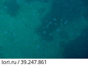 Aurelia jellyfish in the Black Sea, Crimea.Russia. Стоковое фото, фотограф Photojuli / Фотобанк Лори