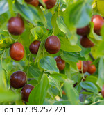 Ripe juicy jujube berries among green foliage. Close-up of tree branches with ziziphus fruits. Fruit marmalade on a tree on a background of green leaves. Ripe unabi on a tree branch in the garden. Стоковое фото, фотограф Александр Кротков / Фотобанк Лори