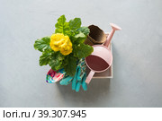 Gardening background with yellow gerbera, tolls and garden flowers plant in box on gray concrete background. Стоковое фото, фотограф Светлана Лажко / Фотобанк Лори