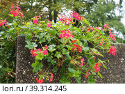 Blooming pink ivy geranium pelargonium, vertical design of landscaping of streets and parks. Beautiful large pelargonium geranium cranesbill flowers. Floriculture and horticulture. Banja Koviljaca. Стоковое фото, фотограф Юлия Петровская / Фотобанк Лори