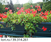 Blooming pink ivy geranium pelargonium, vertical design of landscaping of streets and parks. Beautiful large pelargonium geranium cranesbill flowers. Floriculture and horticulture. Banja Koviljaca. Стоковое фото, фотограф Юлия Петровская / Фотобанк Лори