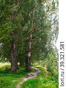Birches in the forest in the village of Mandrogi crafts. A path along the bank of the Svir River, Mandrogi, Russia (2015 год). Стоковое фото, фотограф Оксана Медведева / Фотобанк Лори