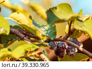 Irga branch with berries and leaves covered with numerous drops of water shining in sun, selective focus. Стоковое фото, фотограф Дмитрий Коростылев / Фотобанк Лори