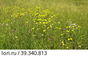 Южный Урал, цветущая Горлюха ястребинковая (Picris hieracioides) на лугу. Southern Urals, blooming hawkweed oxtongue (Picris hieracioides) in the meadow. Стоковое видео, видеограф Евгений Романов / Фотобанк Лори