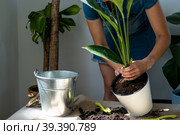 A woman transplants a potted houseplant into a new soil with drainage. Spathiphyllum sensation, potted plant care, watering, fertilizing, sprinkle the mixture with a scoop and tamp it in a pot. Стоковое фото, фотограф Ольга Симонова / Фотобанк Лори