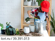 Girl transplants a potted houseplant philodendron into a new soil with drainage. Potted plant care, watering, fertilizing, hand sprinkle the mixture with a scoop and tamp it in a pot. Hobby and environment. Стоковое фото, фотограф Ольга Симонова / Фотобанк Лори